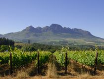  © Wines of South Africa