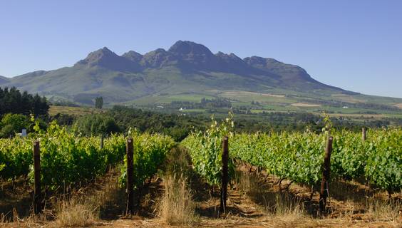 © Wines of South Africa