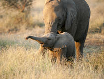  © www.dein-suedafrika.de